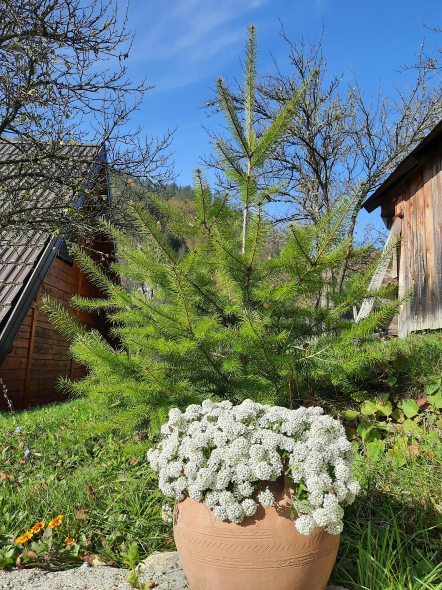 Vikendica Neven Villa Zaovine Ngoại thất bức ảnh